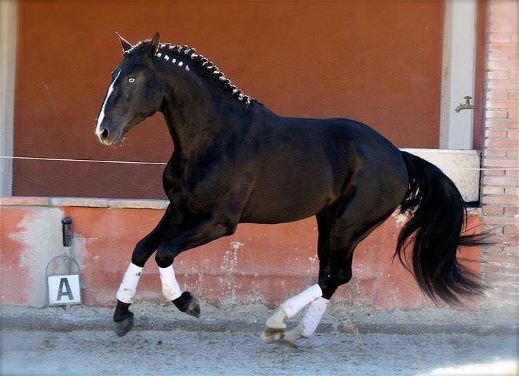 Quazar De Massa - Lusitano Stallion